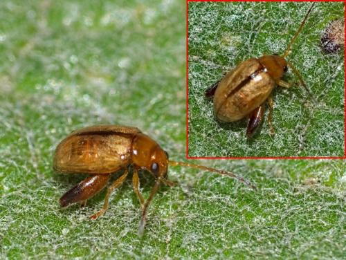 Longitarsus nigrofasciatus